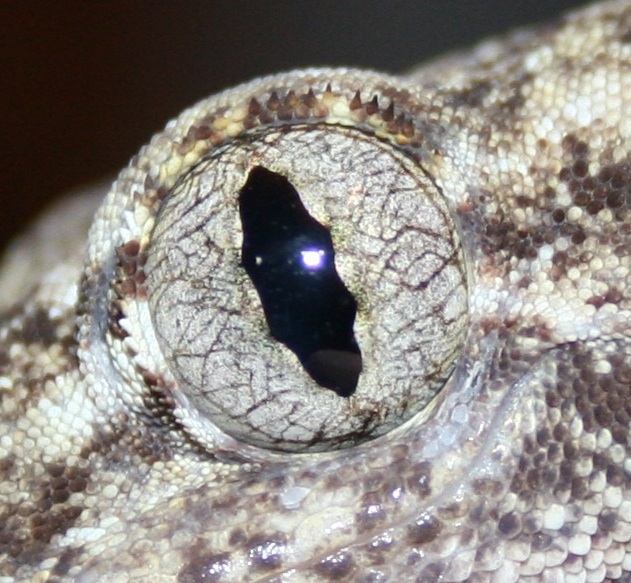 Gecoko_eye_see_ya_by_spshlfx.jpg