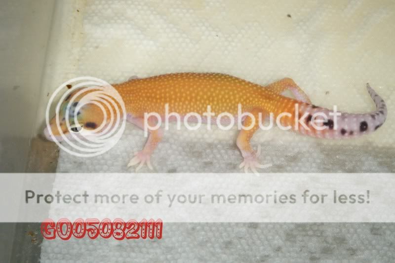 DSCF1107.jpg