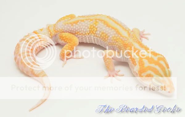 lavendertremper.jpg