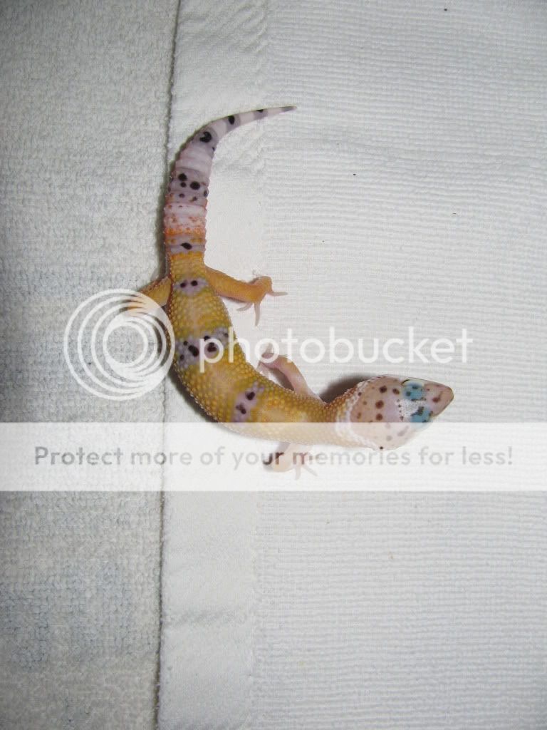 bebegeckos027.jpg