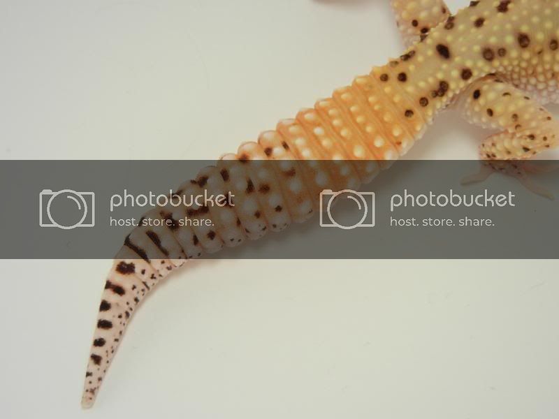 GeckosMay2011007.jpg