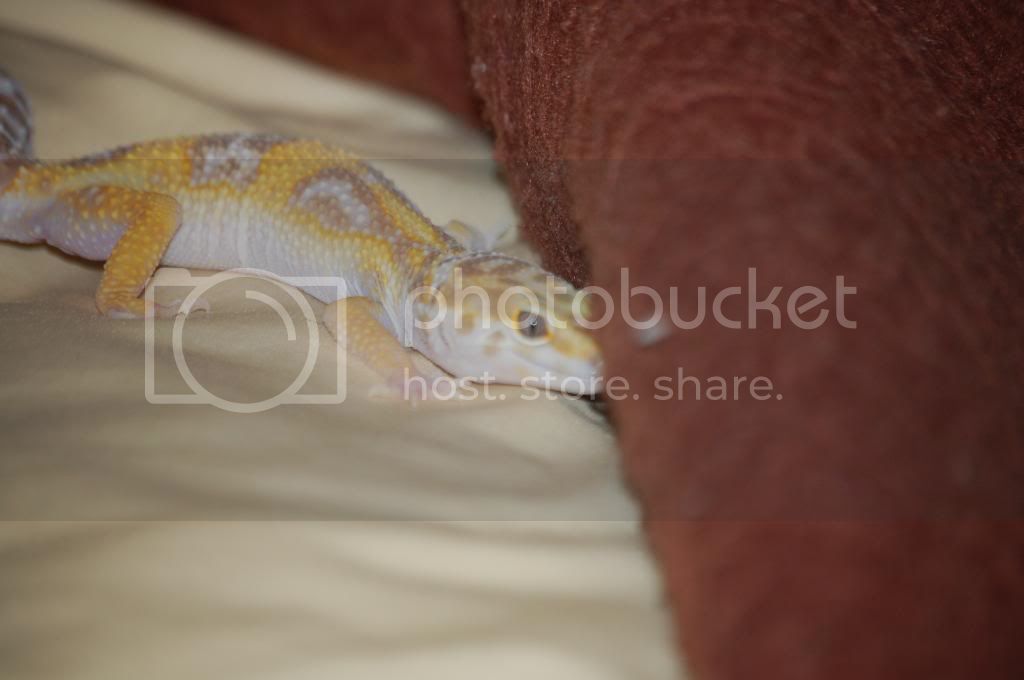 DSC_0036.jpg