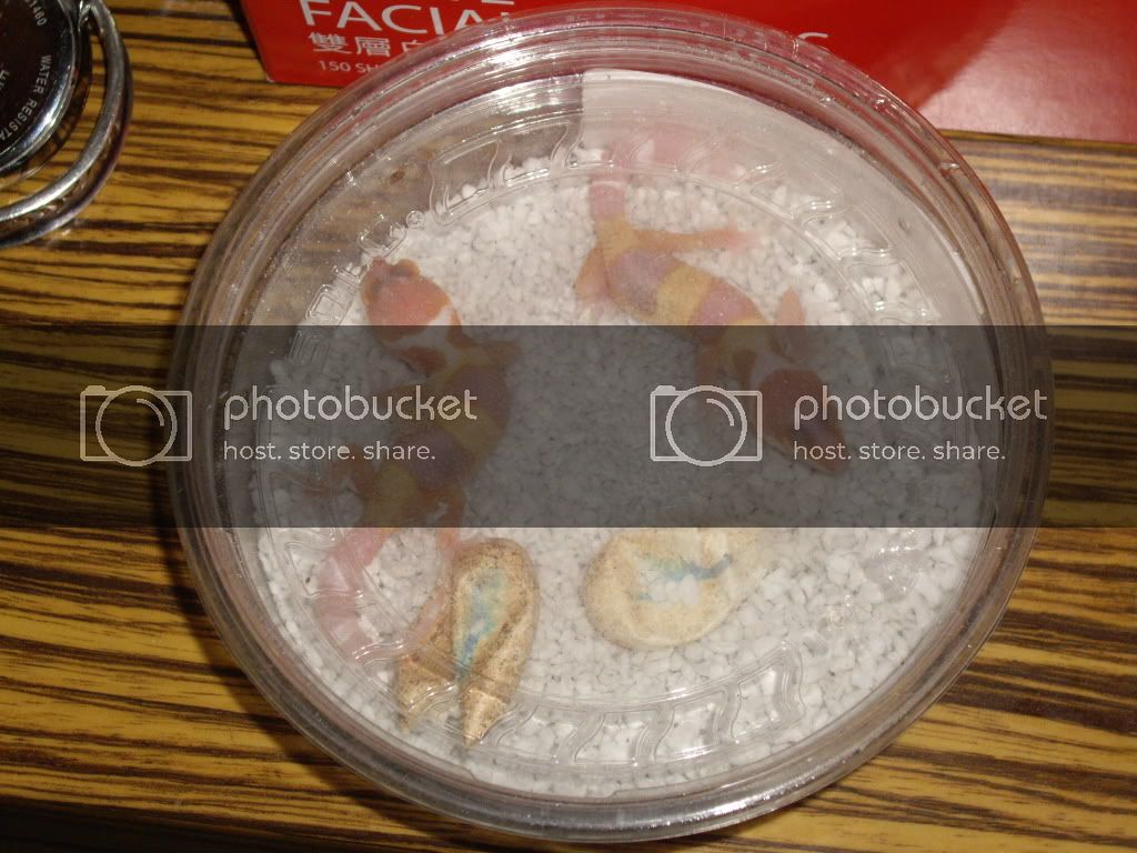 IMGP3845.jpg