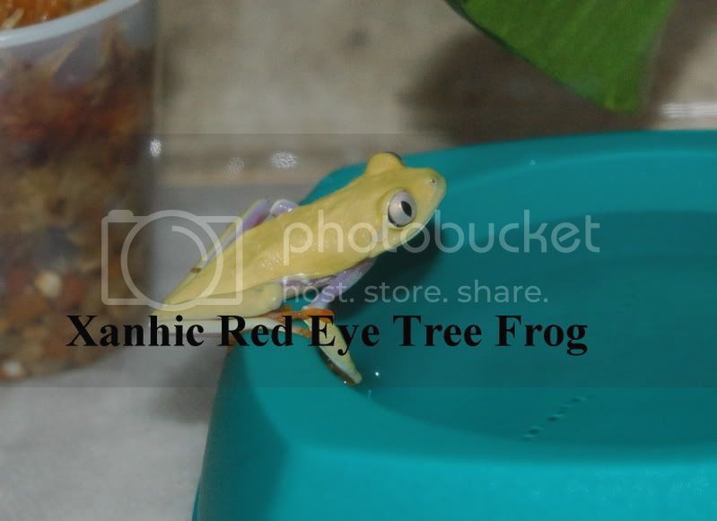 Xanthic4.jpg