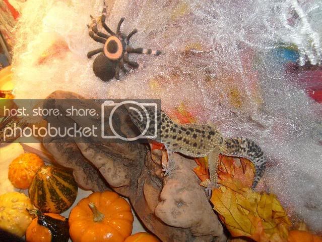 GeckoGatheringOct.jpg