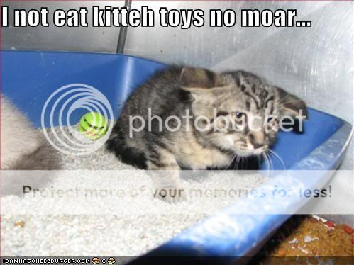 funny-pictures-cat-will-not-eat-toy.jpg