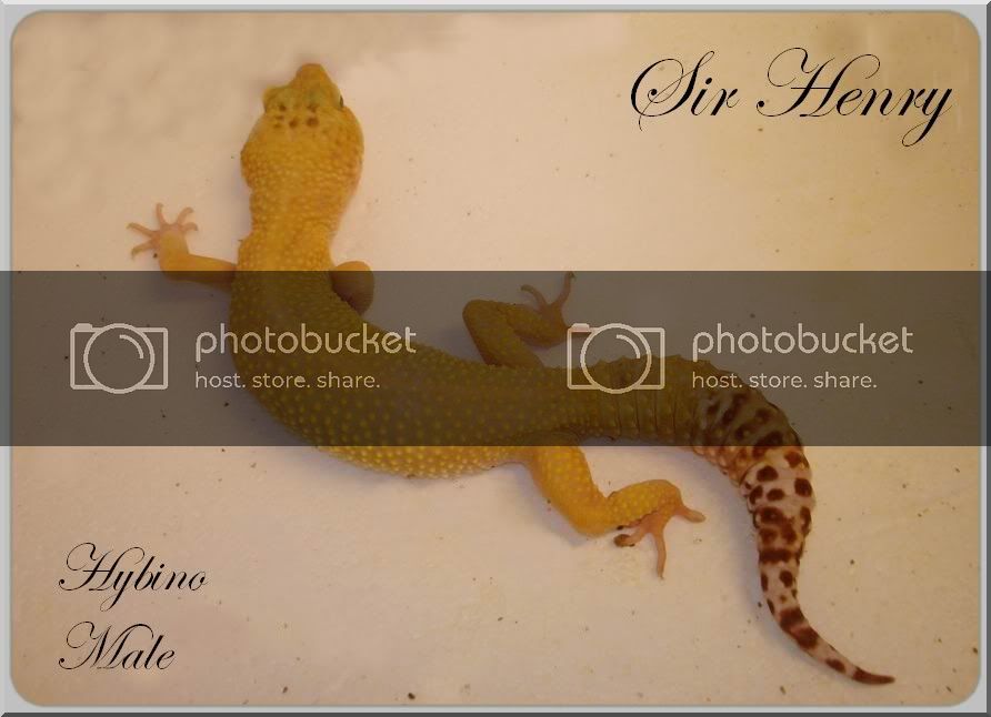 gekko241008056HENRYPROFIL.jpg