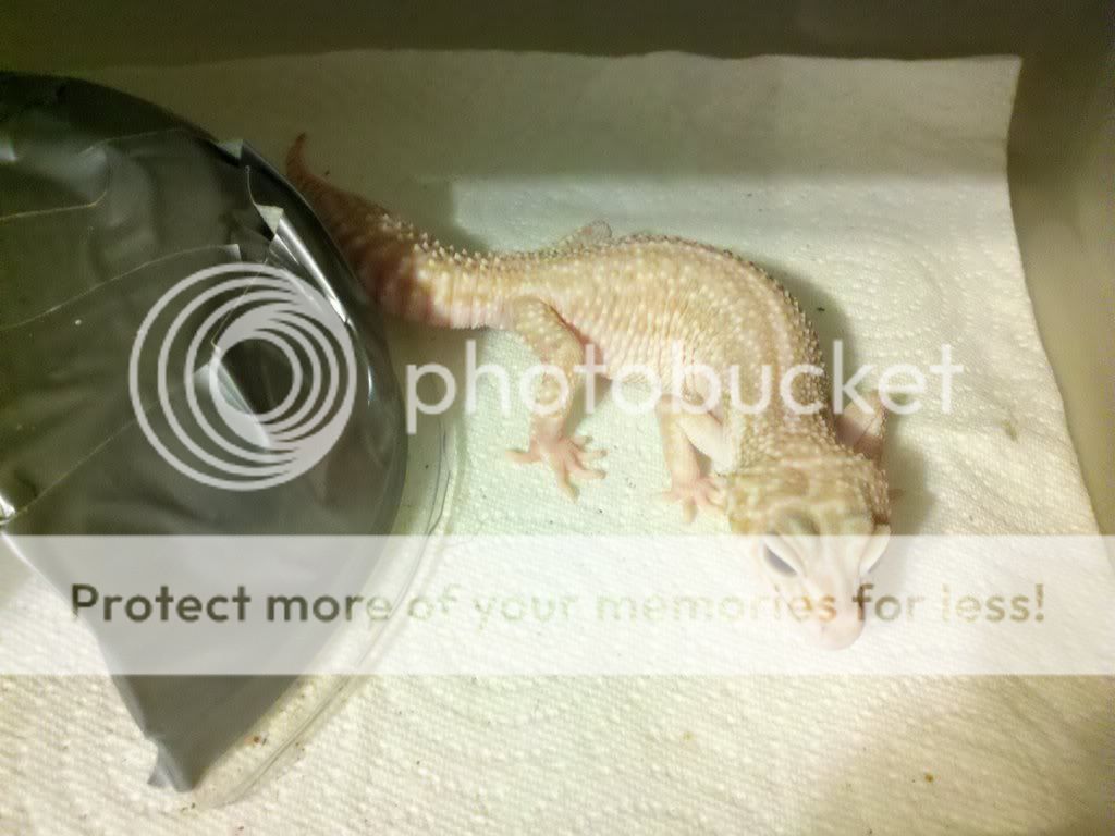 190566704_photobucket_26211_.jpg