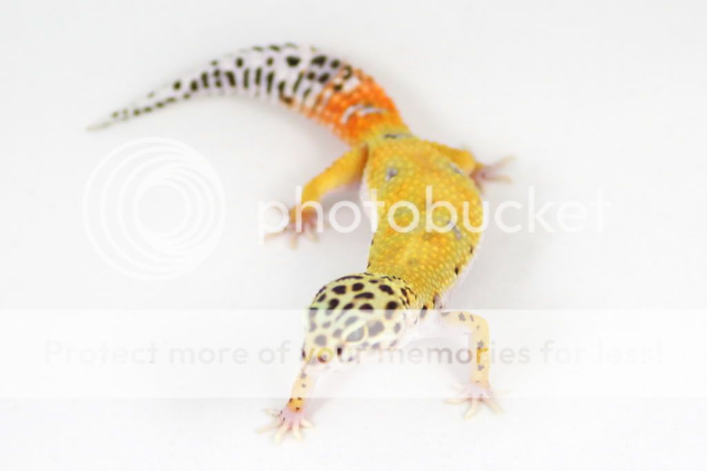 Tangerine41g2.jpg