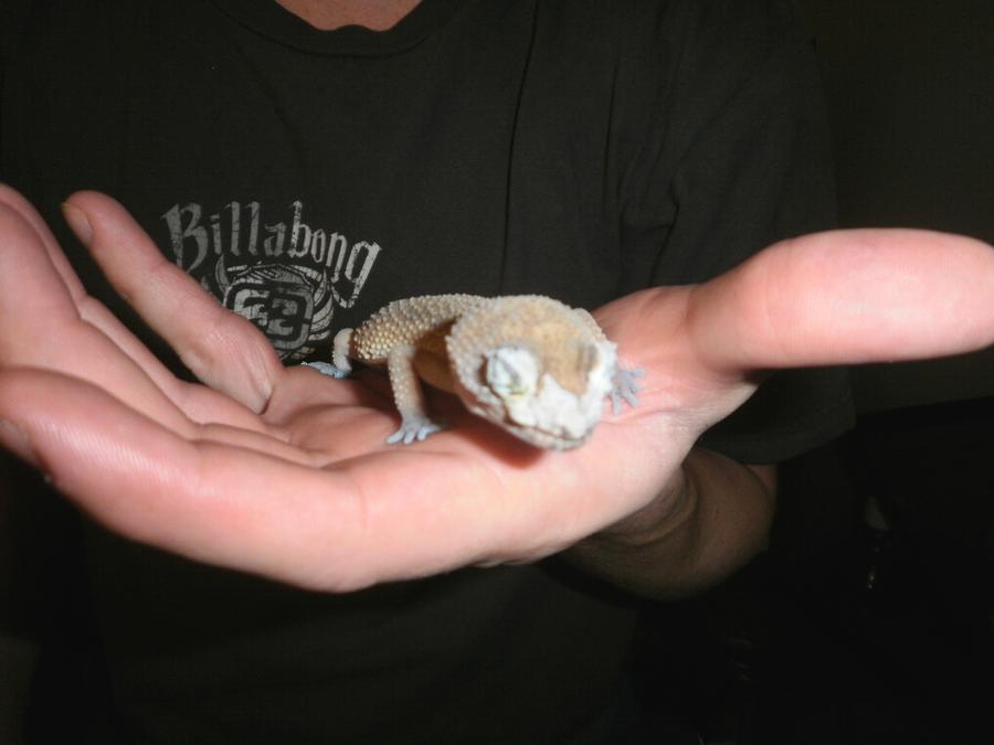 poor_leopard_gecko_by_fuzzybuttbunny-d4h49md.jpg