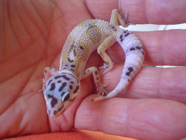 08b2gecko2.jpg