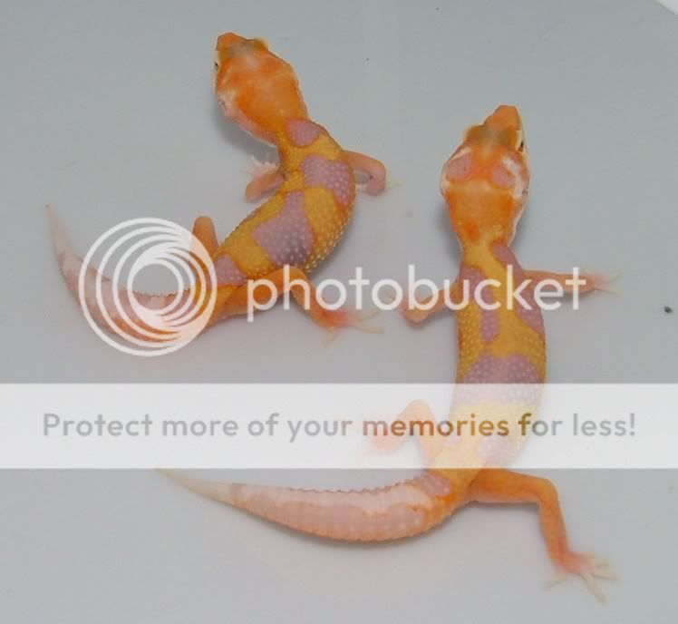 GeckoHatchlings07160.jpg