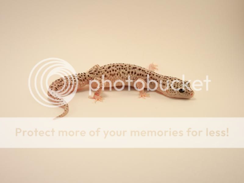 GeckosApril2011039.jpg