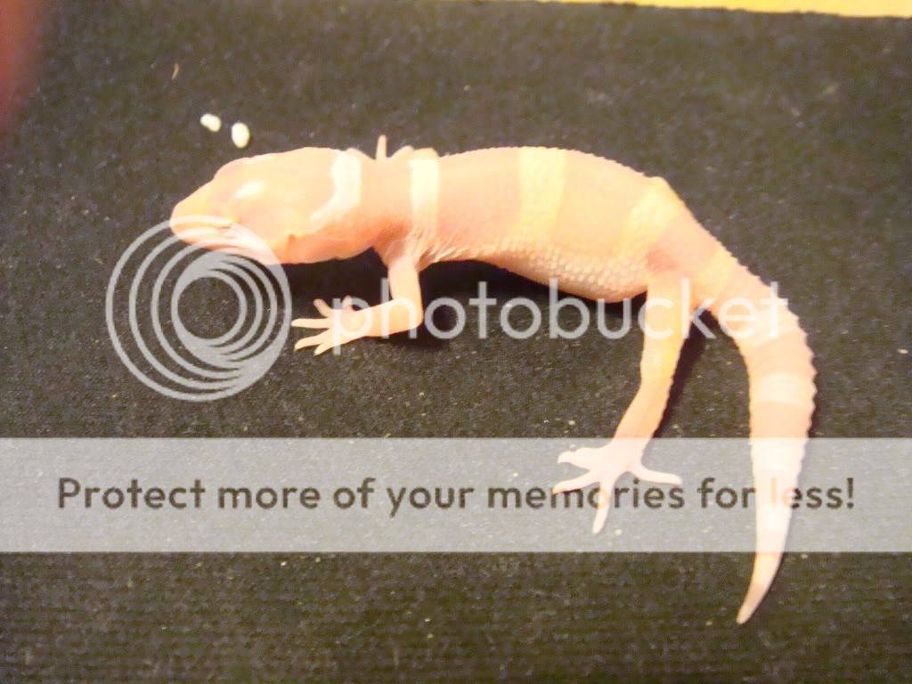 tremperalbino1.jpg