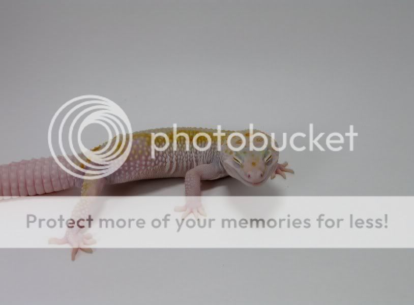 Leopardgeckos401-1.jpg