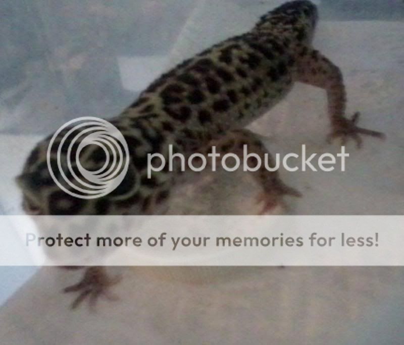 leopardgecko_zps48666525.jpg