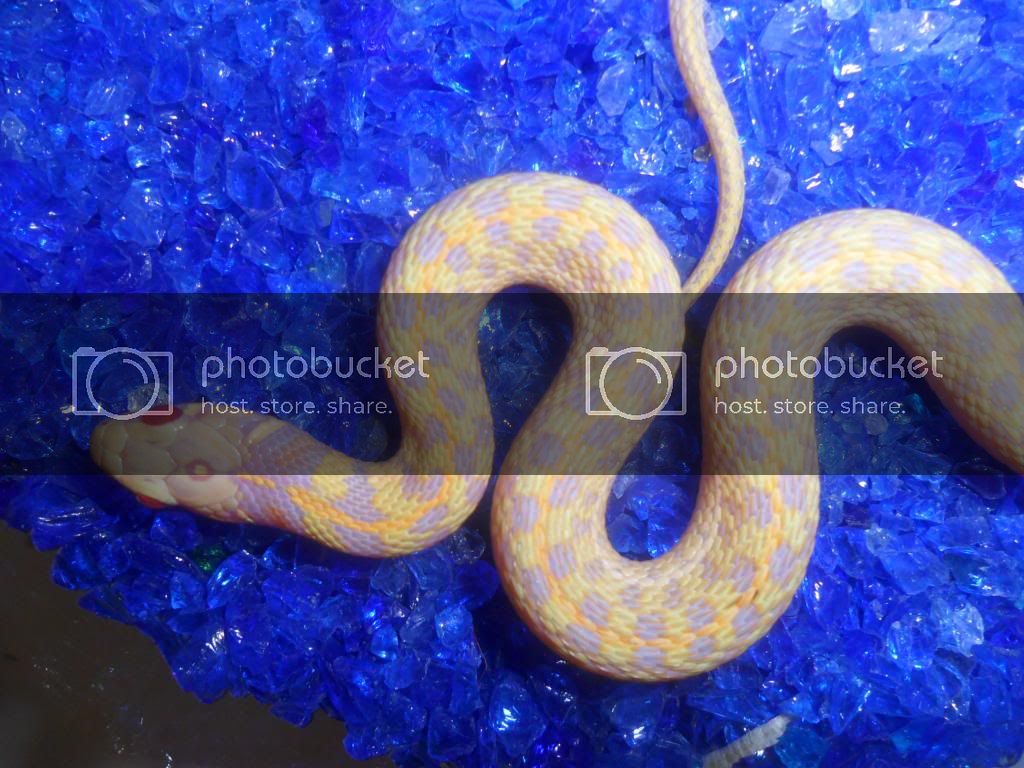 amelgarter_zpsb3e181da.jpg