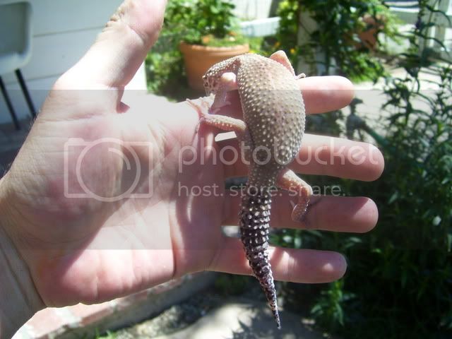 Gecko007.jpg
