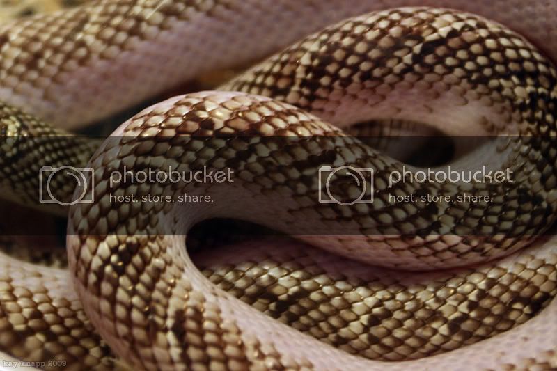 repticon6.jpg