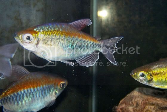 tetra2.jpg