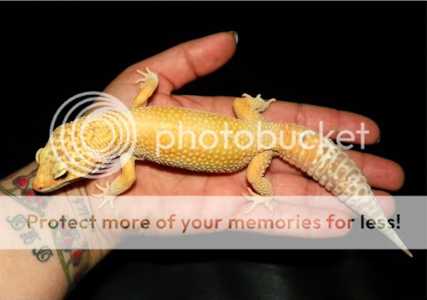 gecko019.jpg