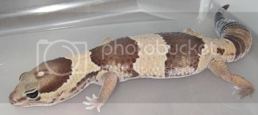 spotfattail.jpg