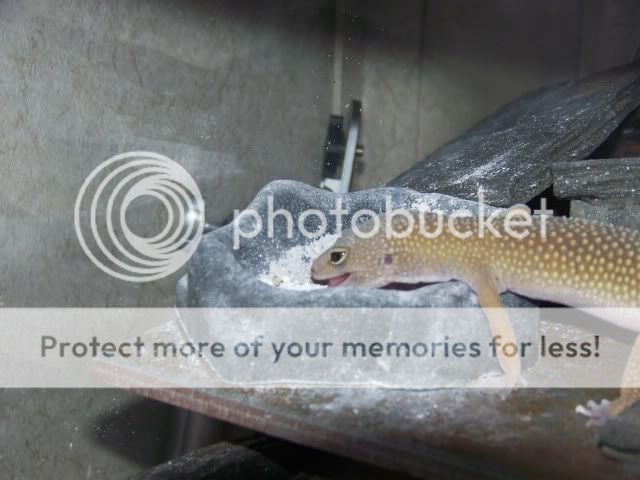 100_2540.jpg