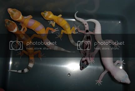 Group_Flash2.jpg