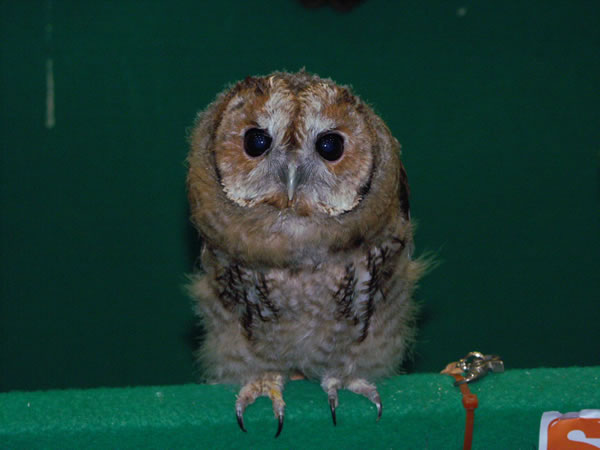 owl_stare_600.jpg