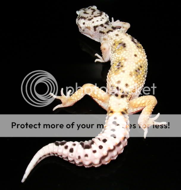 geckos012-2.jpg