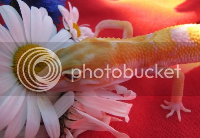 midsommargecko012.jpg