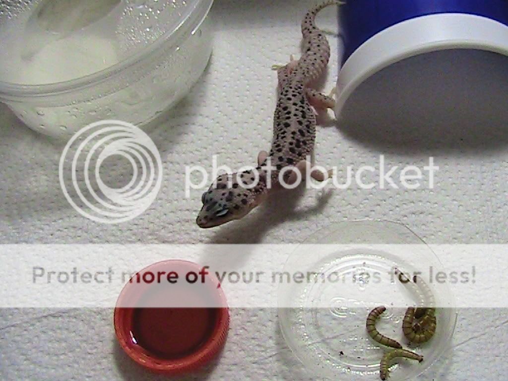 Picture040.jpg
