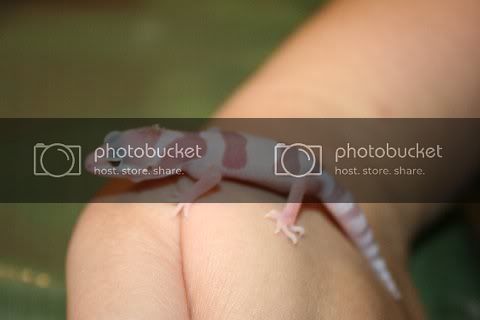 geckohatched1.jpg