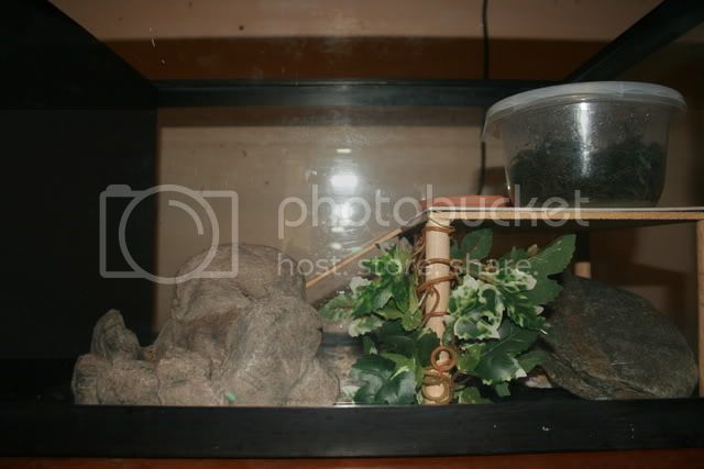 geckos114.jpg