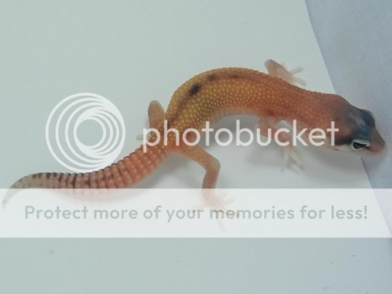 GeckosAugust2011047.jpg