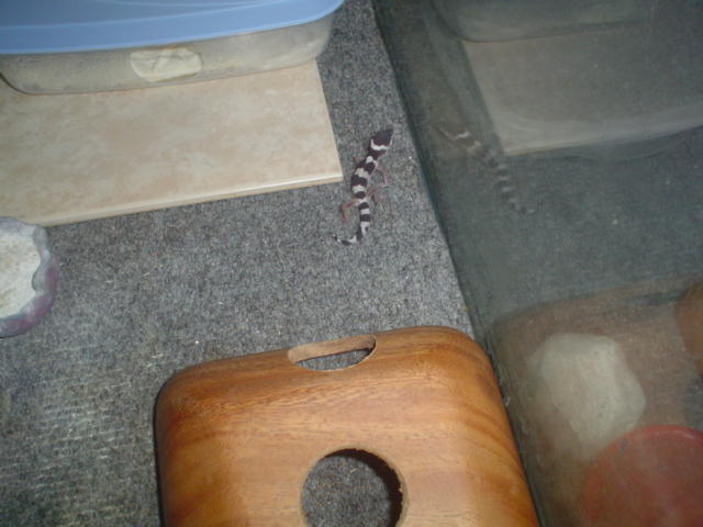 geckosnowbabymale2.jpg
