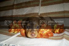 scoutpup.png
