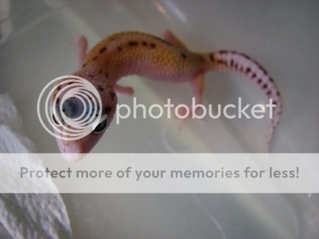 geckos017.jpg