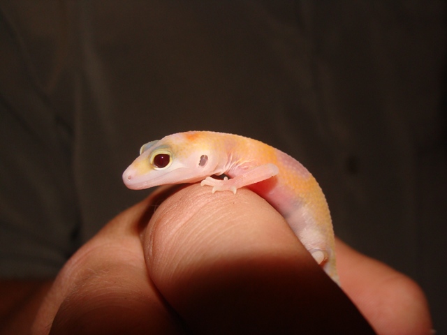 Nova%20%231%20L%20eye.jpg