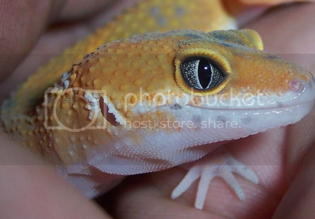 TangerineGecko2-1.jpg
