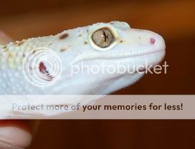 morgenstern260509pic2.jpg