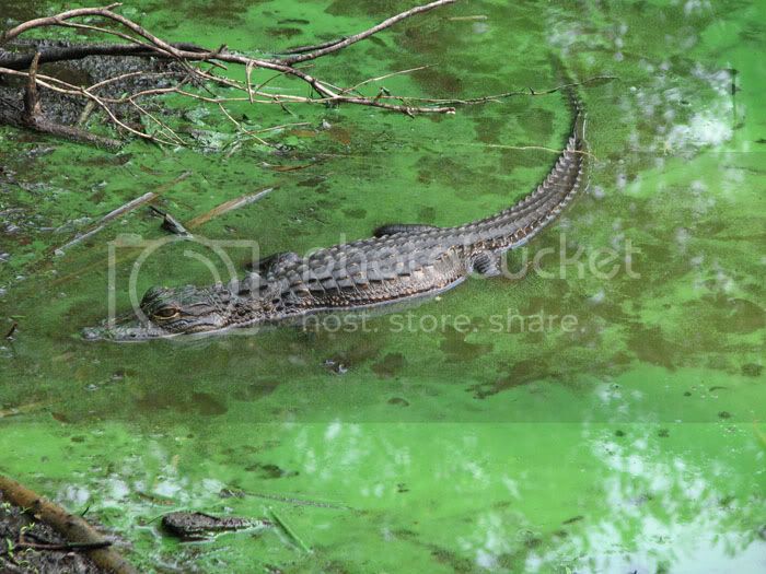 alligator6.jpg