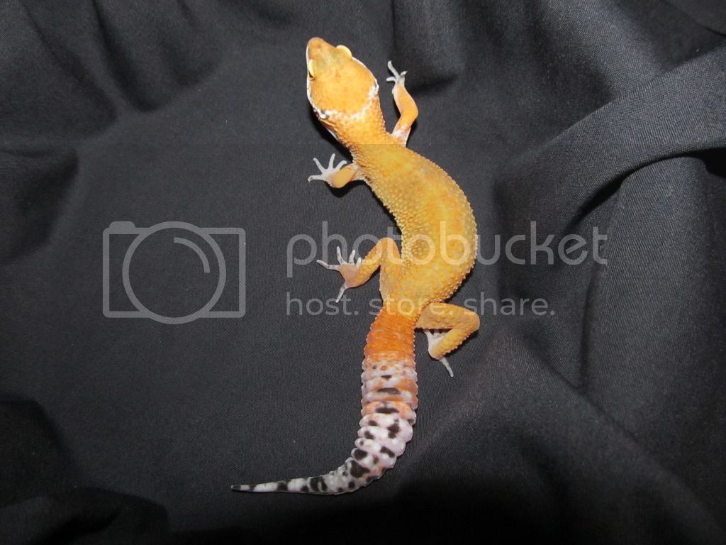 leopardgecko006.jpg