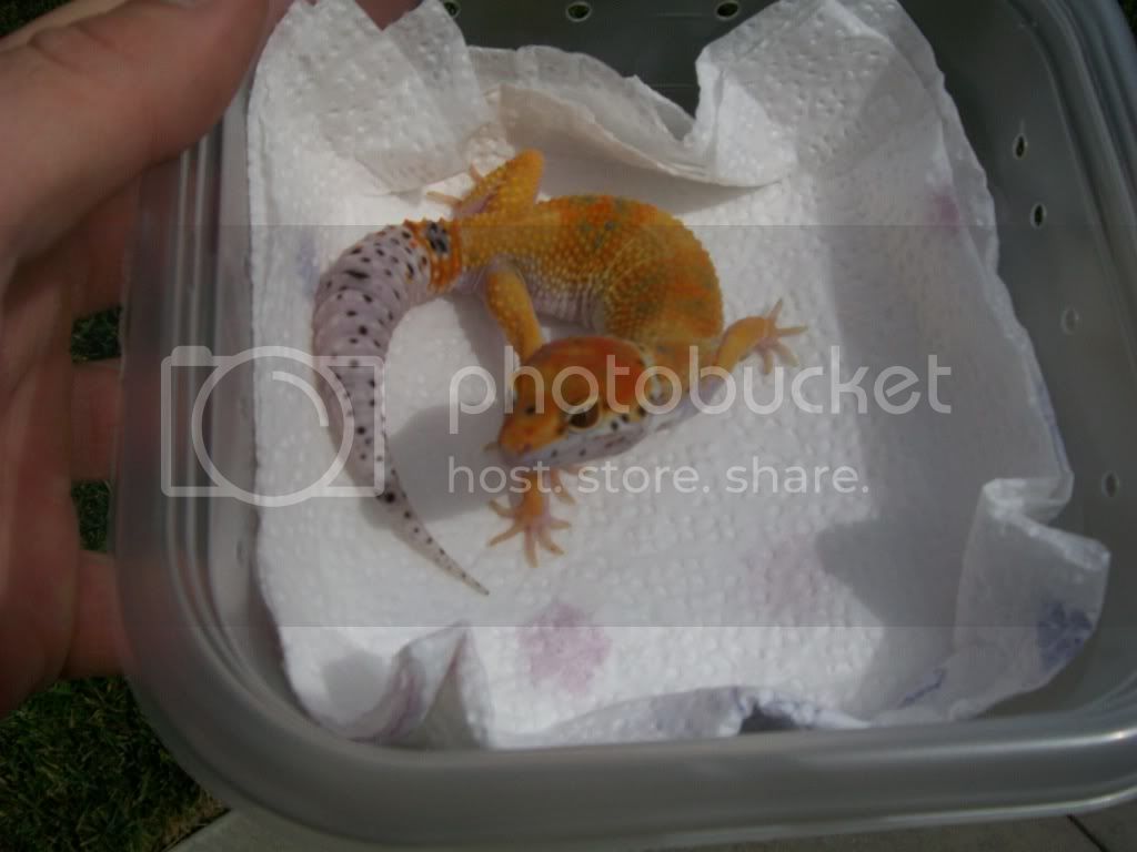 malegeckos033.jpg