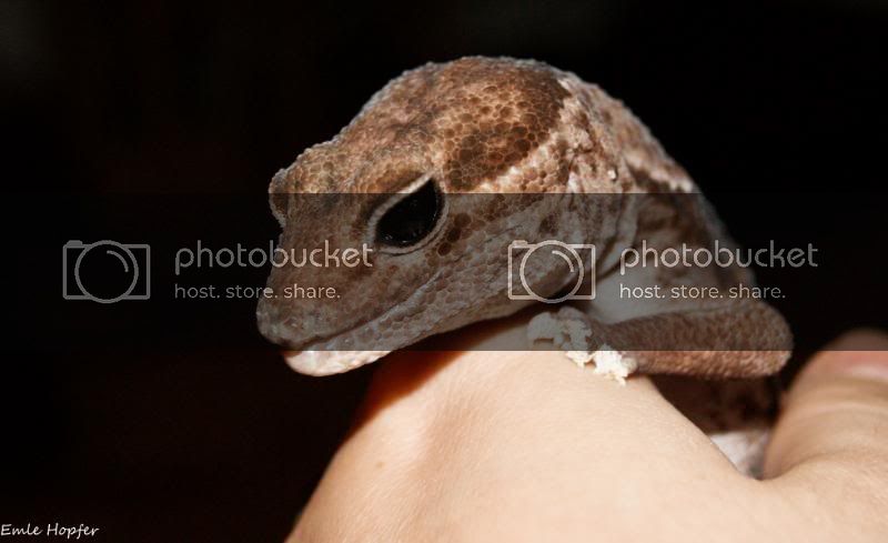 Animals21of23.jpg