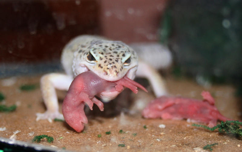 Eating_Pinkys_by_spshlfx.jpg