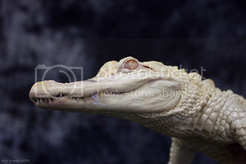 repticon8.jpg