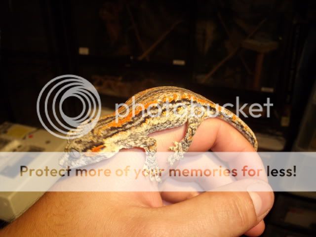 RA_006_4.jpg