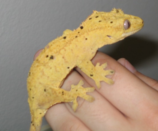 43198yellowdalmationcrested.jpg