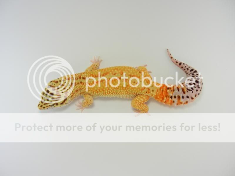 GeckosApril2011236.jpg